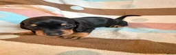 Dachshund dogs for sale: 🐾💕GORGEOUS DACHSHUND PUPPIES🐾💕 - Advert 3
