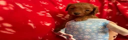Cavapoo dogs for sale: small type toy F1B cavapoo puppies available  - Advert 3