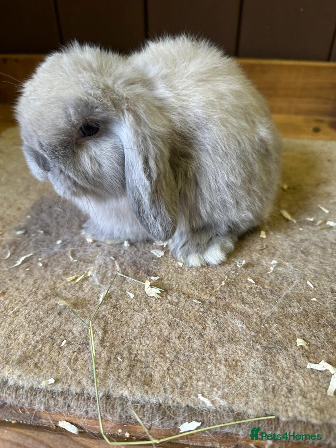 Mini Lop rabbits for sale: 2 seal point bucks  - Advert 2