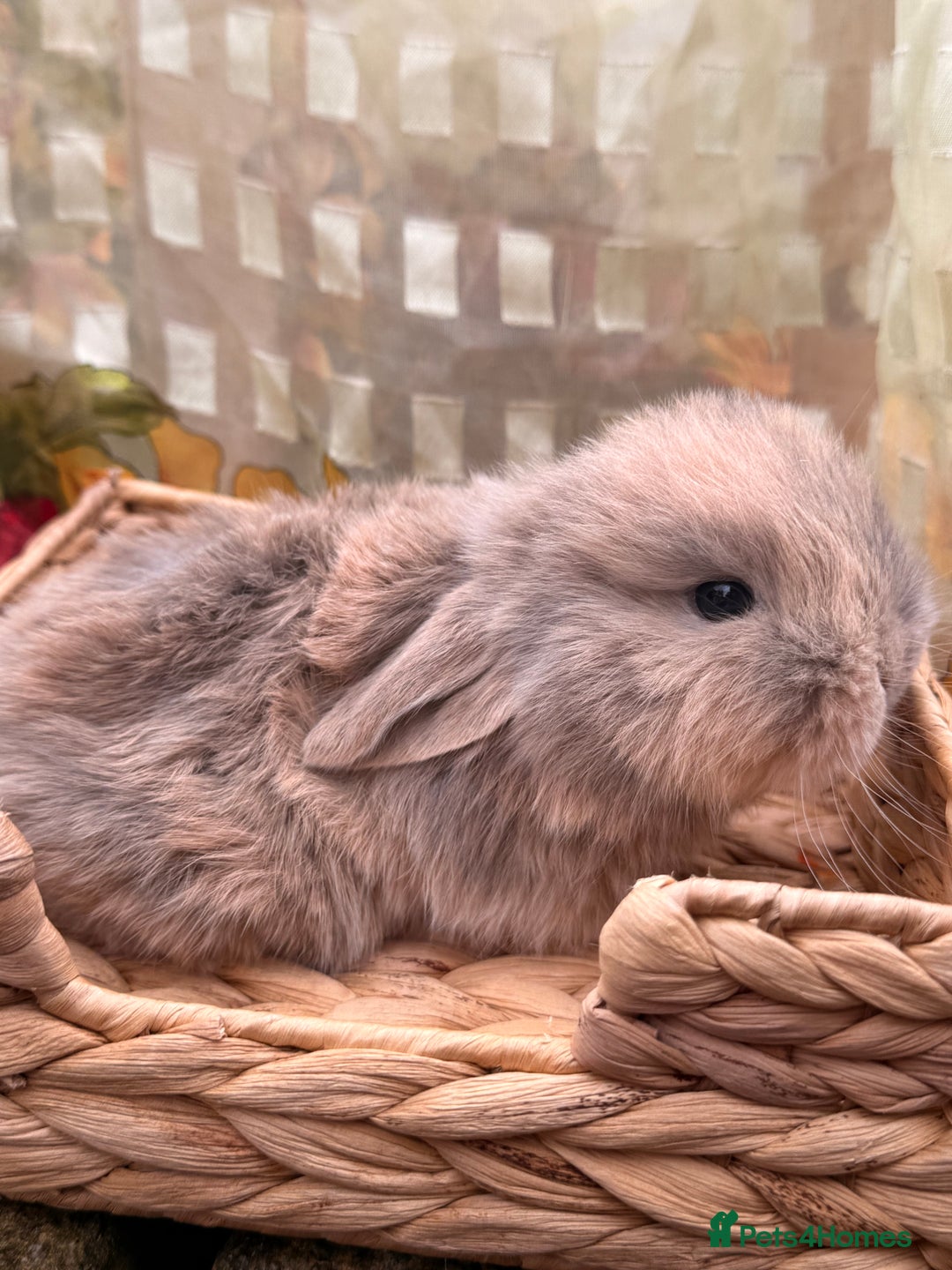 Mini Lop rabbits for sale: Mini lops looking for good homes  - Advert 4