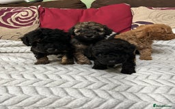 Toy Poodle dogs for sale: Beautiful Toy Poodle Puppies - Image 2