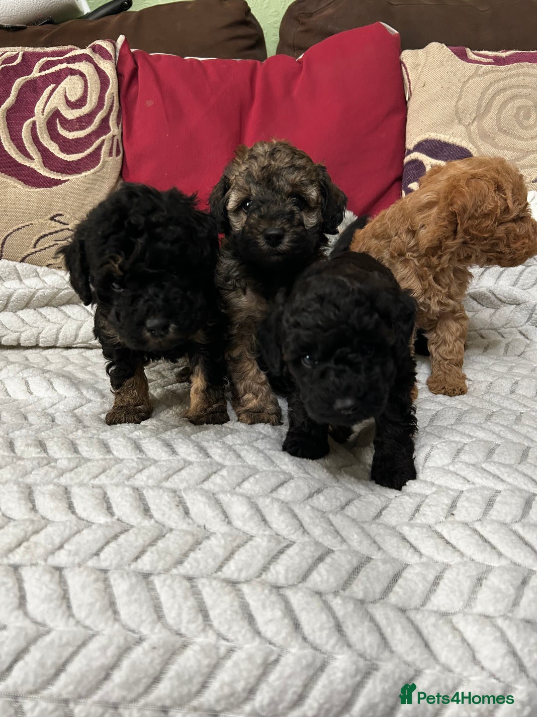 Toy Poodle dogs for sale: Beautiful Toy Poodle Puppies - Image 2