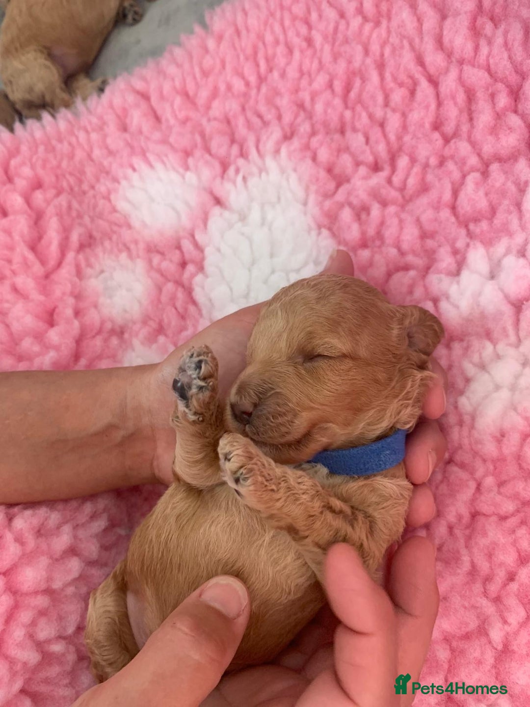 Labradoodle dogs for sale: Multi- Generation Toy/Mini parti Labradoodles   - Advert 20