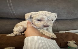 Labradoodle dogs for sale: Miniature Labradoodle puppies - Image 26