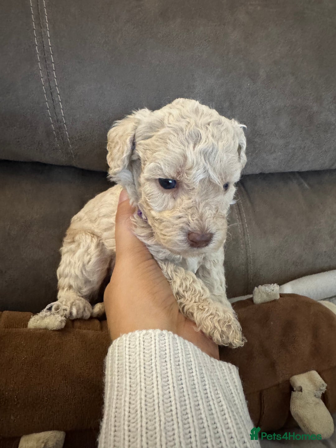 Labradoodle dogs for sale: Miniature Labradoodle puppies - Image 26