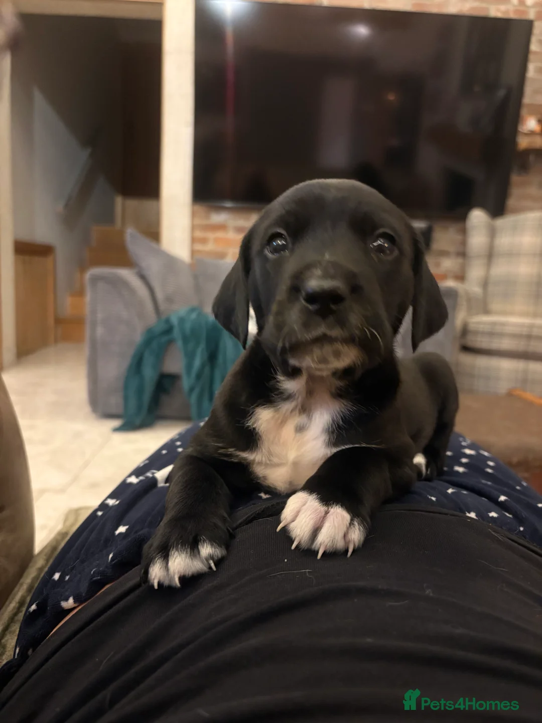 Mixed Breed dogs for sale: Dalmatian x Labrador puppies  - Advert 7