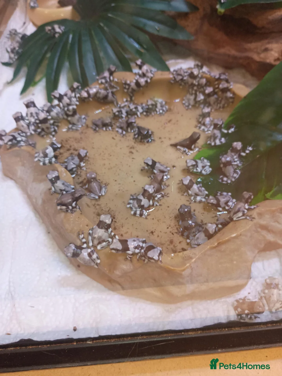 Frog reptiles for sale: Amazon milk frogs - Advert 1