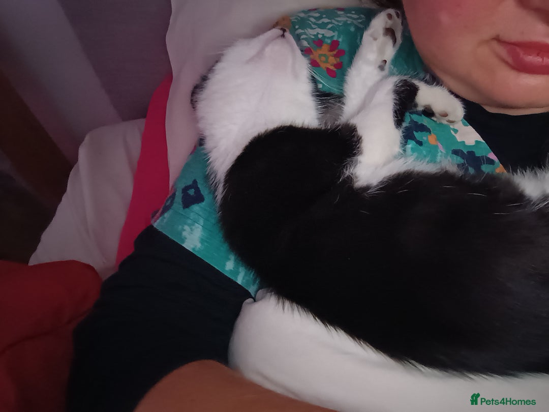 Mixed Breed cats for sale: Tortico female kitten for sale 3 months old - Image 7