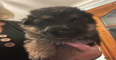 German Shepherd dogs - Advert 14