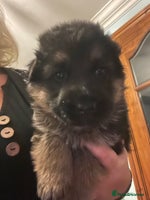 German Shepherd dogs - Advert 4