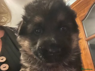 German Shepherd dogs - Advert 6