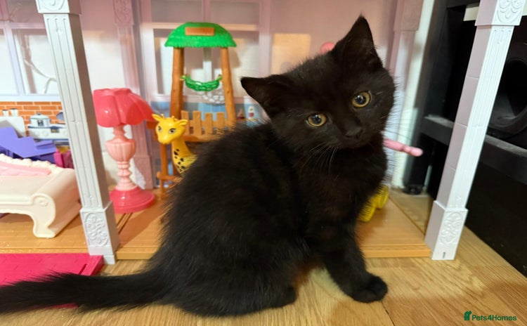 Persian cats in Andover - Advert 10