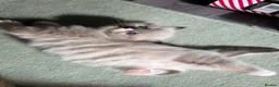 Ragdoll cats for sale: Ragdoll kittens  in Doncaster - Advert 8