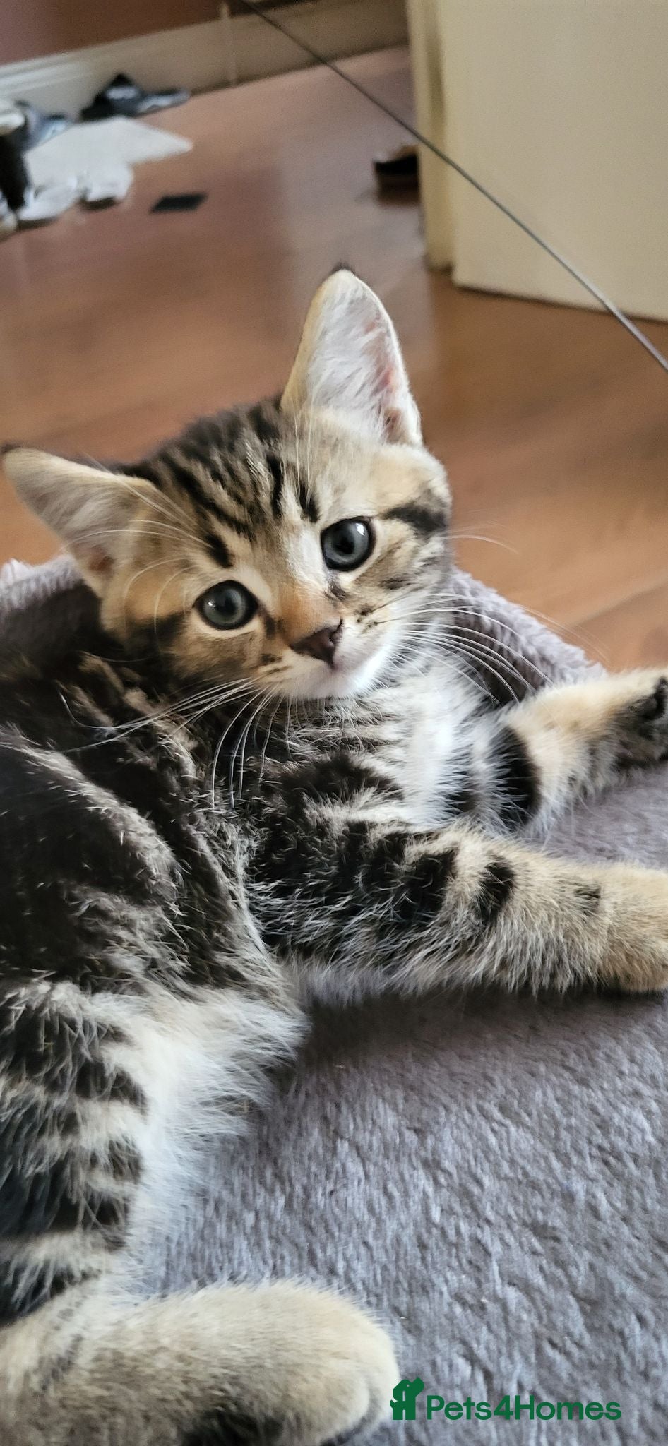 Mixed Breed cats One male tabby  - Advert 1