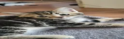 Mixed Breed cats for sale: Cute playful 5 kittens - Advert 11