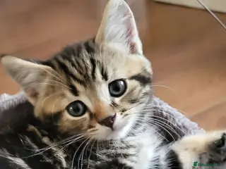 Mixed Breed cats One male tabby - Advert 1