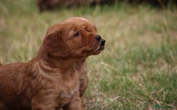 Golden Retriever dogs for sale: Dark Red Kc Registered Golden Retriever Puppies - Image 14