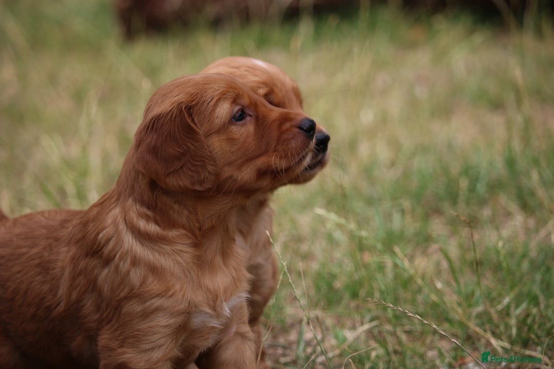 Golden Retriever dogs for sale: Dark Red Kc Registered Golden Retriever Puppies - Image 14