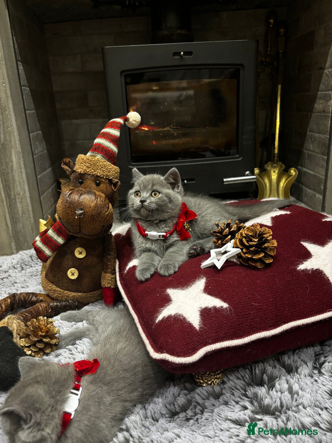 British Shorthair cats for sale: British Shorthair Kittens - Advert 8