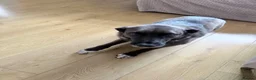 Mixed Breed dogs for sale: Romanian rescue  - Advert 1
