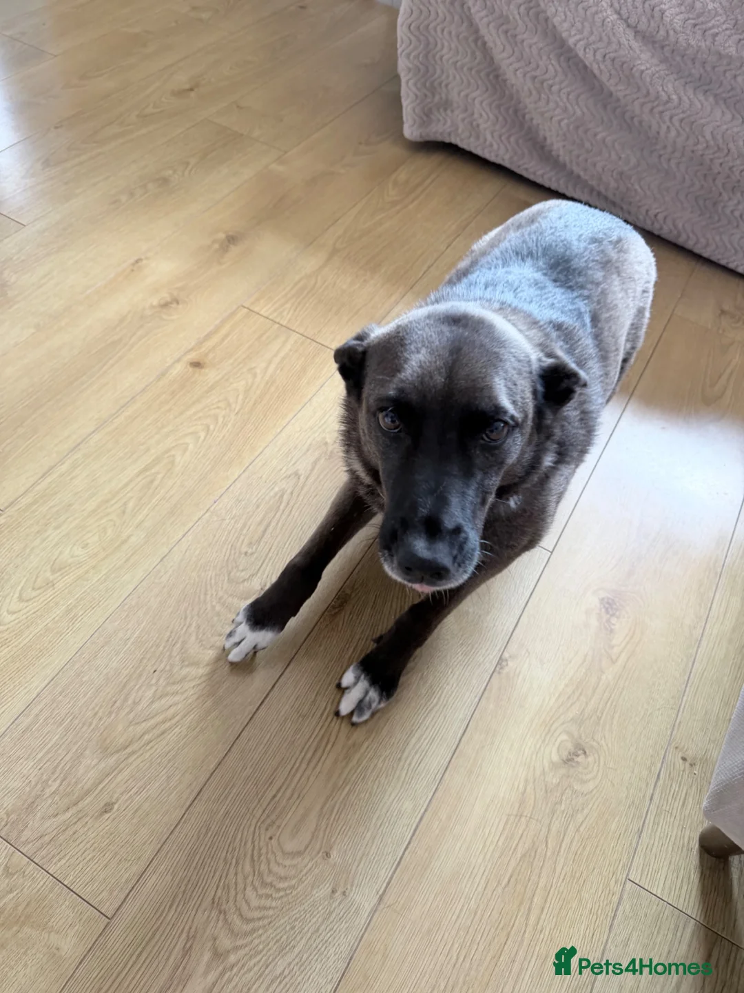 Mixed Breed dogs for sale: Romanian rescue  - Advert 1