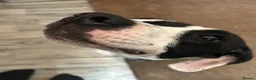 Mixed Breed dogs for sale: Bella  - Advert 4