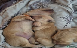 Golden Retriever dogs for sale: Incredible KC registered Field Golden retrievers  - Image 11