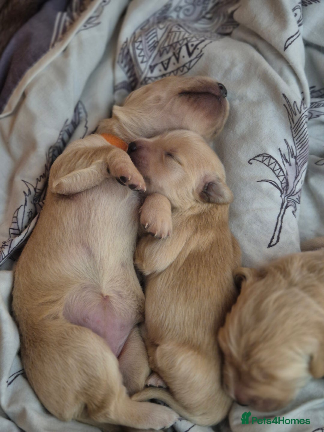 Golden Retriever dogs for sale: Incredible KC registered Field Golden retrievers  - Image 11