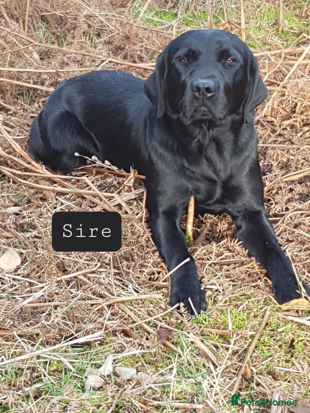 Labrador Retriever dogs for sale: Beautiful litter of KC registered Labrador Puppies - Advert 3