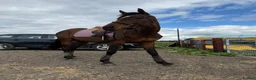 Irish Thoroughbred horses for sale: Perfect allrounder  - Advert 4