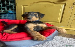 Airedale Terrier dogs for sale: Well bred, balanced litter. Quick learners. - Image 3