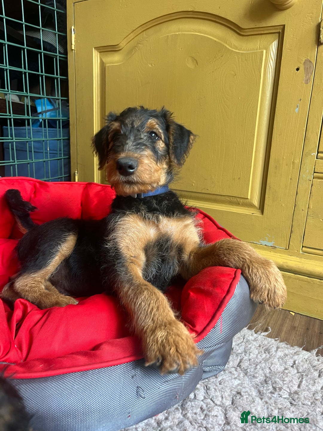 Airedale Terrier dogs for sale: Well bred, balanced litter. Quick learners. - Image 3