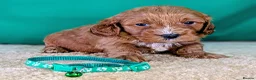 Cavapoochon dogs for sale: Beautiful Cavapoochons - Advert 9