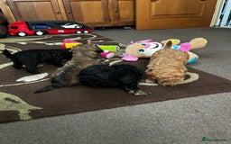 Toy Poodle dogs for sale: Beautiful Toy Poodle Puppies - Image 5