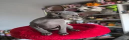 Sphynx cats for sale: FIFe registered stunning Sphynx kittens - Advert 4