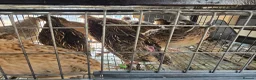 Quail poultry for sale: Quails and quails eggs &jambo males - Advert 6