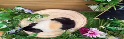 Guinea Pig rodents for sale: 5 baby male teddy guineapigs AVAILABLE  - Advert 4