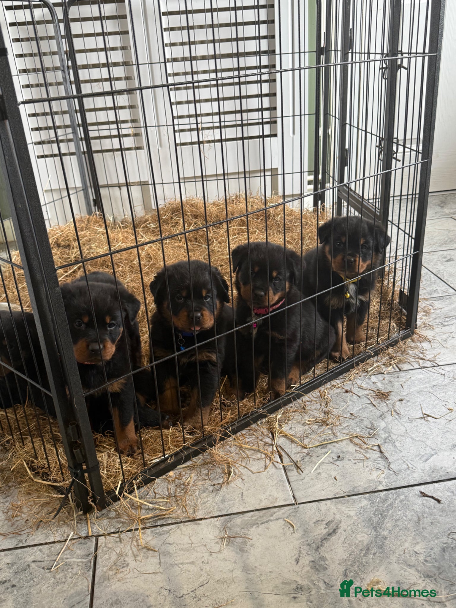 Rottweiler dogs Rotweiller puppies for sale  - Advert 1