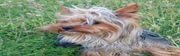 Yorkshire Terrier dogs for stud: two beautiful boys in Eastleigh - Advert 3