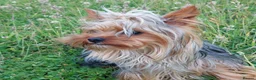 Yorkshire Terrier dogs for stud: two beautiful boys in Eastleigh - Advert 3