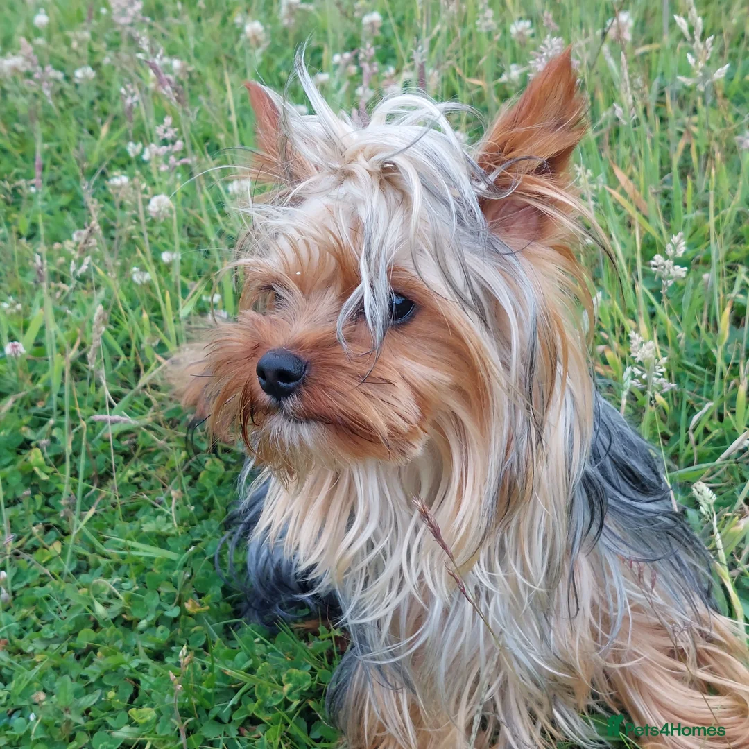 Yorkshire Terrier dogs for stud: two beautiful boys in Eastleigh - Advert 3