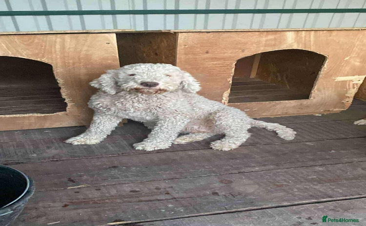 Lagotto Romagnolo dogs - Advert 1