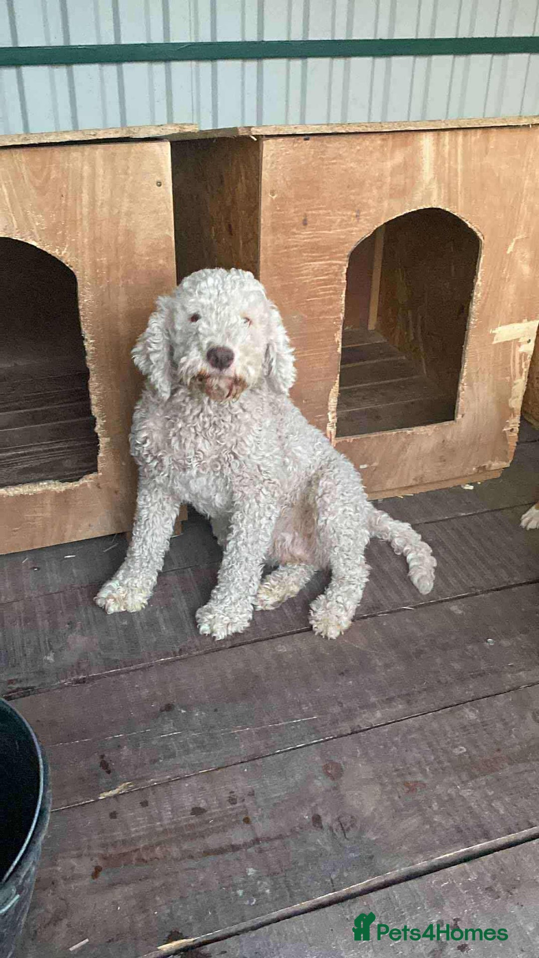 Lagotto Romagnolo dogs for adoption: Lottie - Image 1