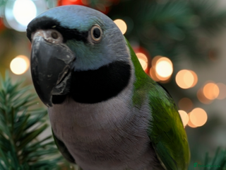 Parakeets birds Chinese Parakeet Derbyan Parakeet friendly - Advert 3