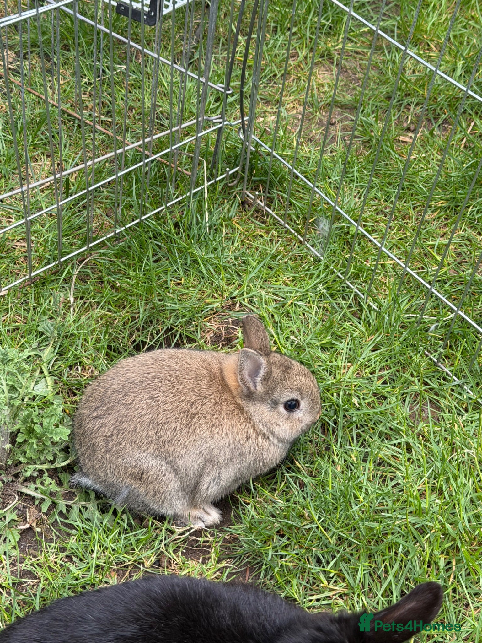 Netherland Dwarf rabbits Adorable Netherlands Dwarfs - Advert 2