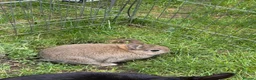 Netherland Dwarf rabbits for sale: Adorable Netherlands Dwarfs - Advert 2