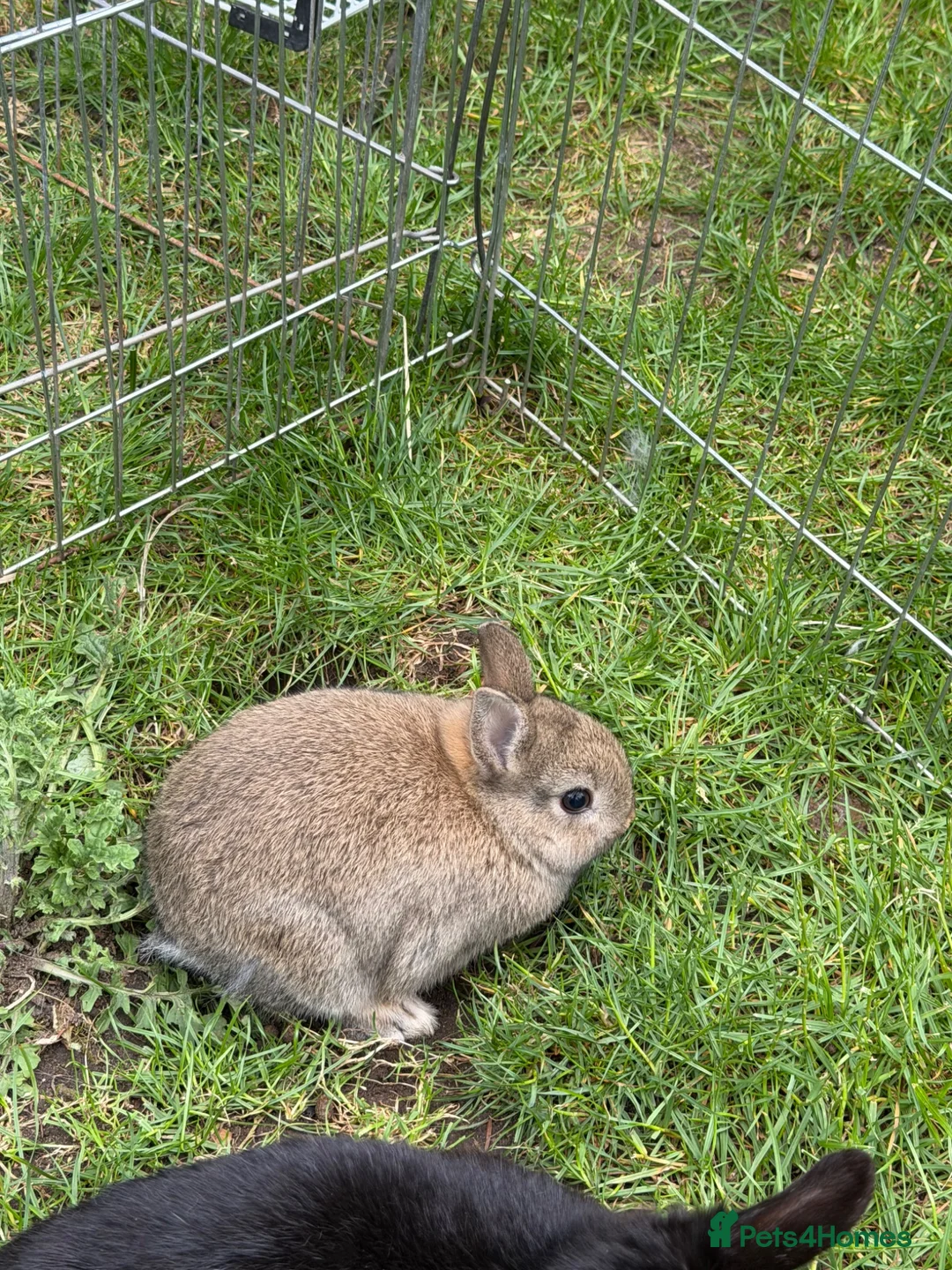Netherland Dwarf rabbits for sale: Adorable Netherlands Dwarfs - Advert 2