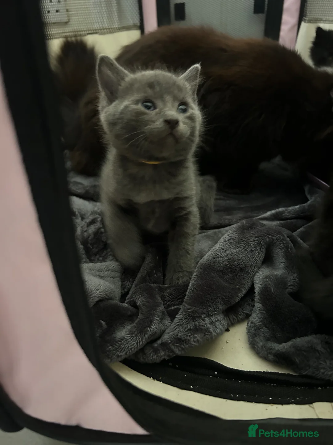 Mixed Breed cats for sale: Beautiful grey or black kittens £75 - Advert 2