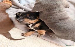 Dachshund dogs for sale: Gorgeous sausage pups for sale  - Image 8