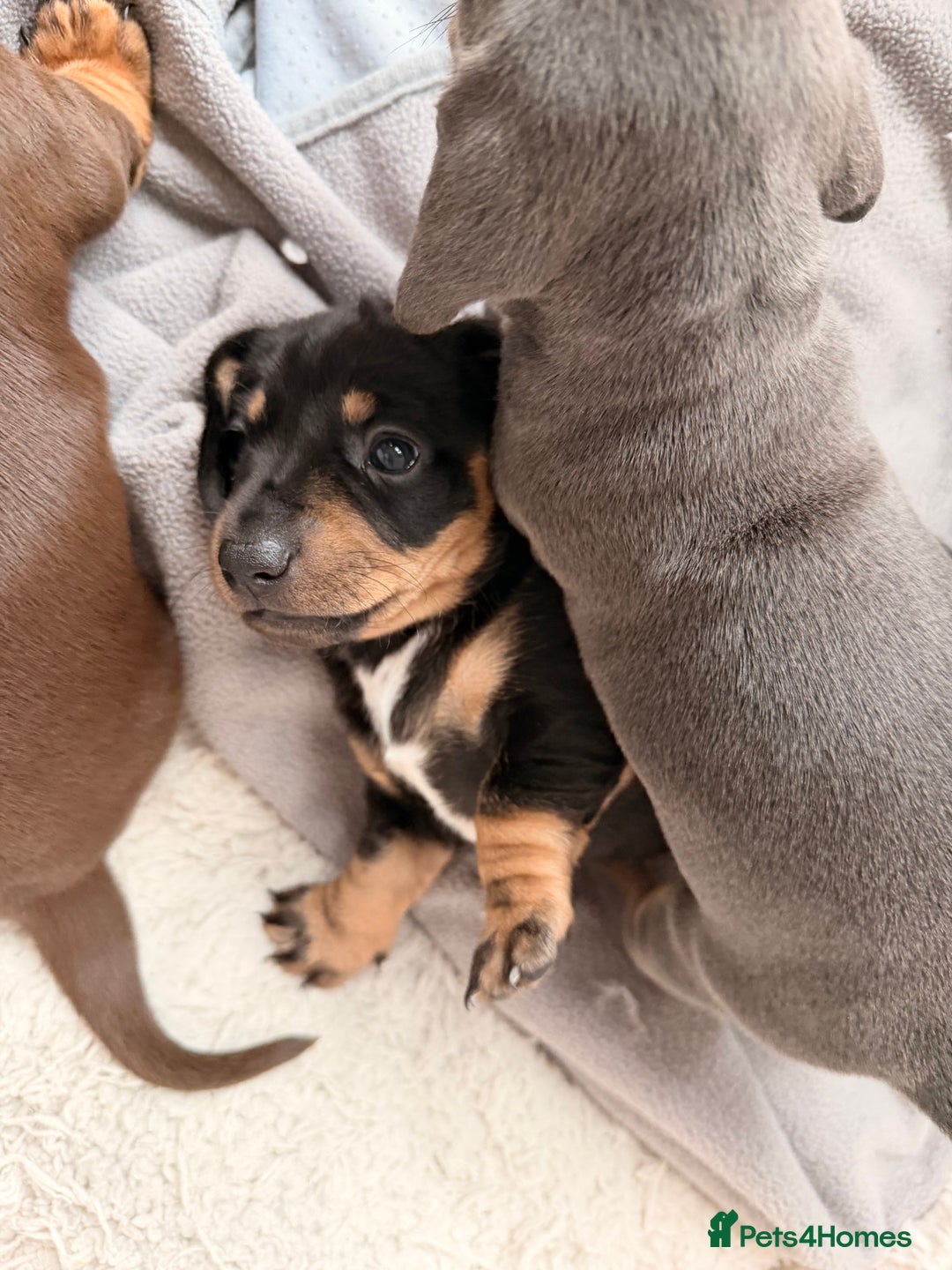Dachshund dogs for sale: Gorgeous sausage pups for sale  - Image 8